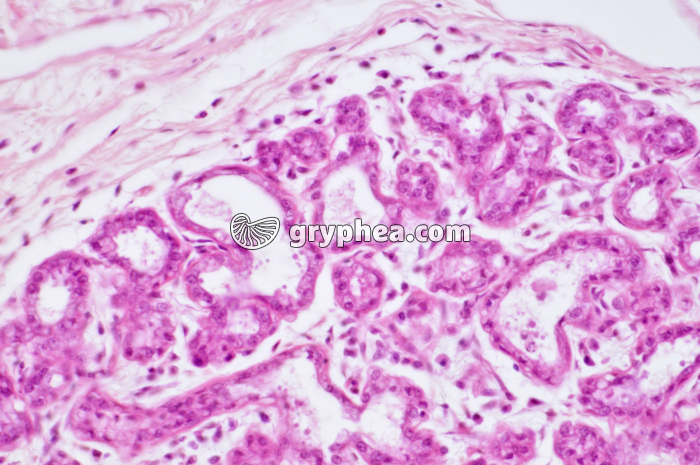 Glande mammaire active CT x100 - gryphea.com